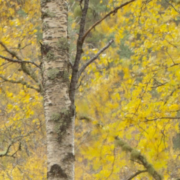 Landscape architecture and urban design