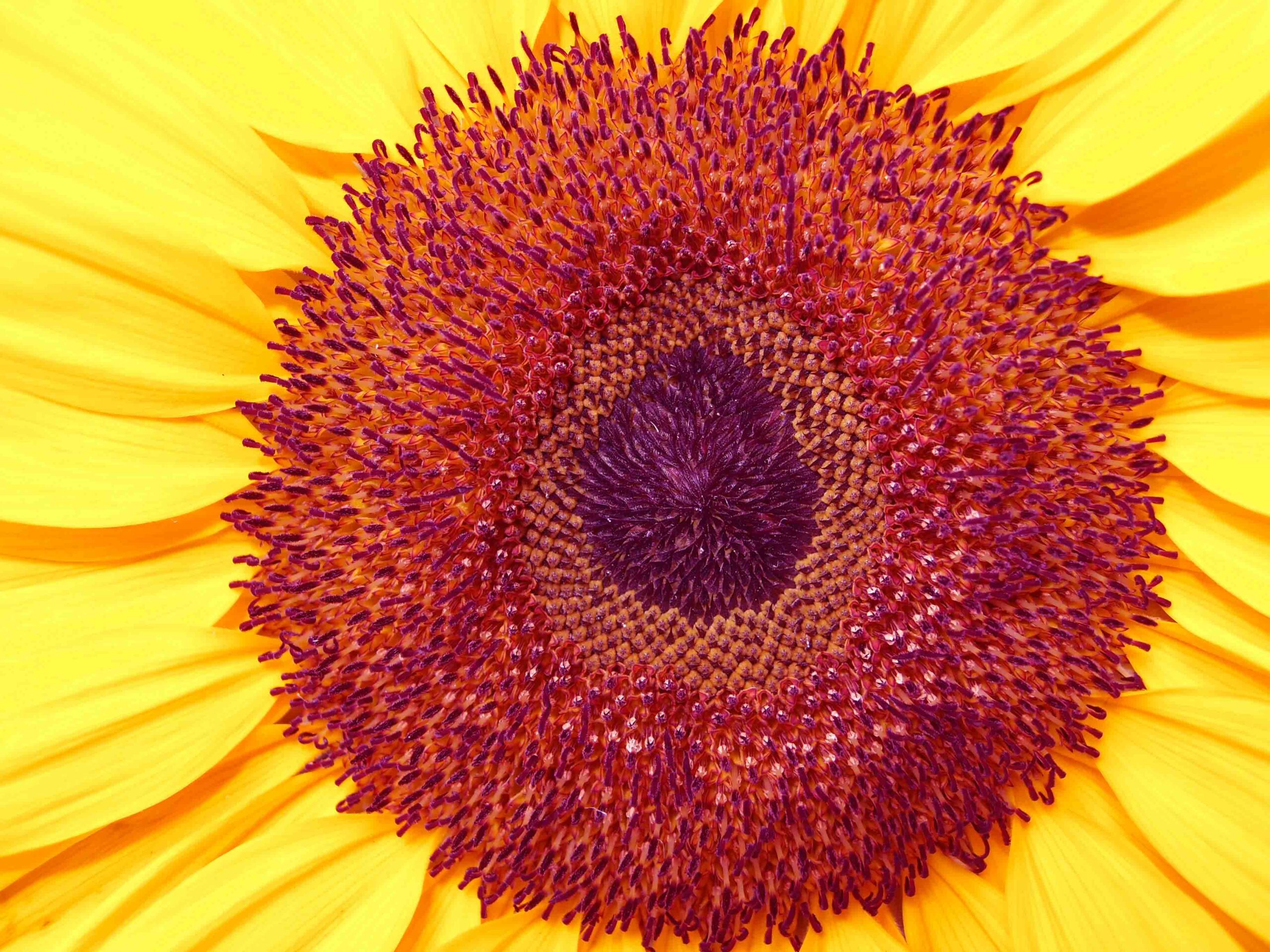 Refolo Landscape architecture