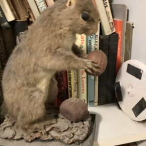 Stuffed Squirrel With Nuts